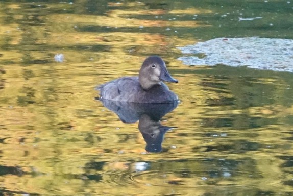 Common Pochard - ML642015904