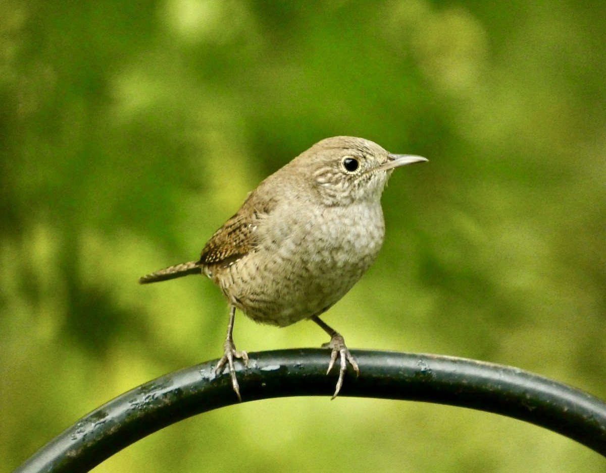 Northern House Wren - ML642015906