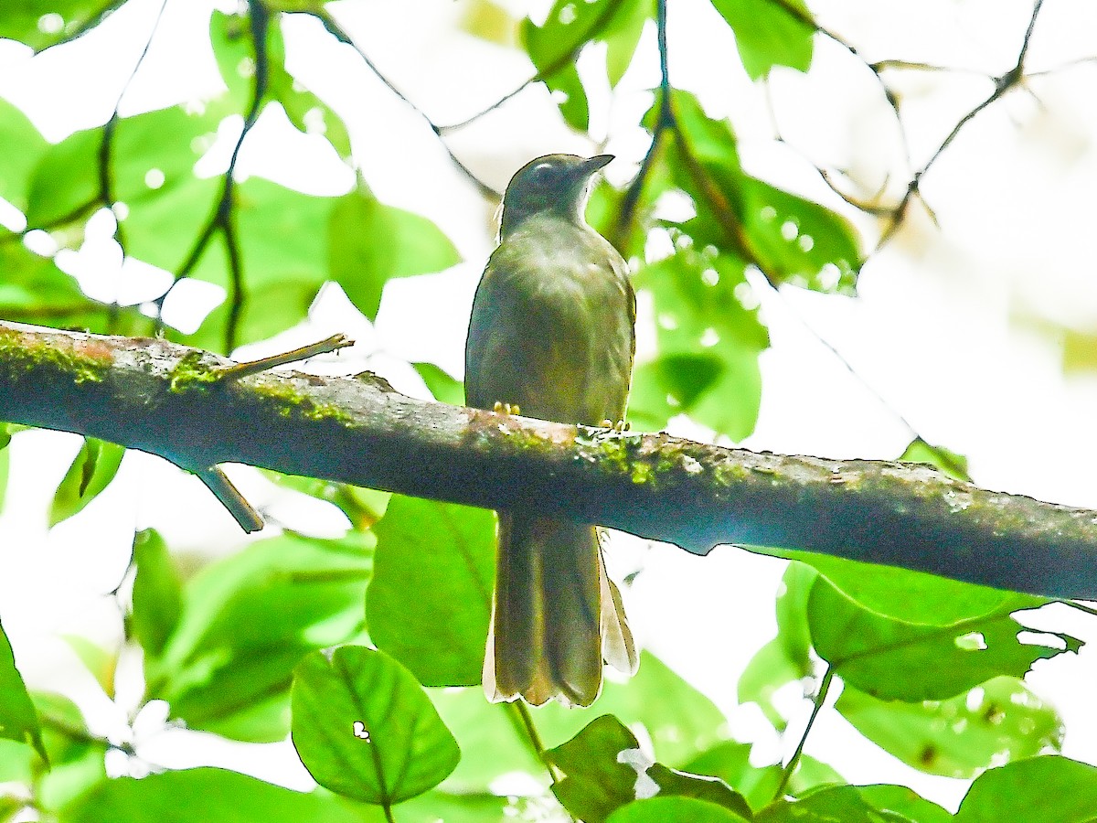 Shelley's Greenbul (Shelley's) - ML642015915