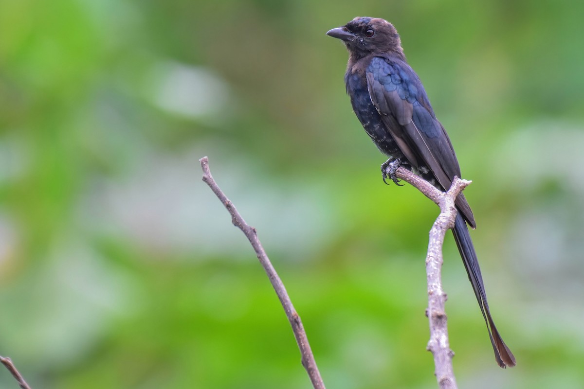 drongo černý - ML642015956
