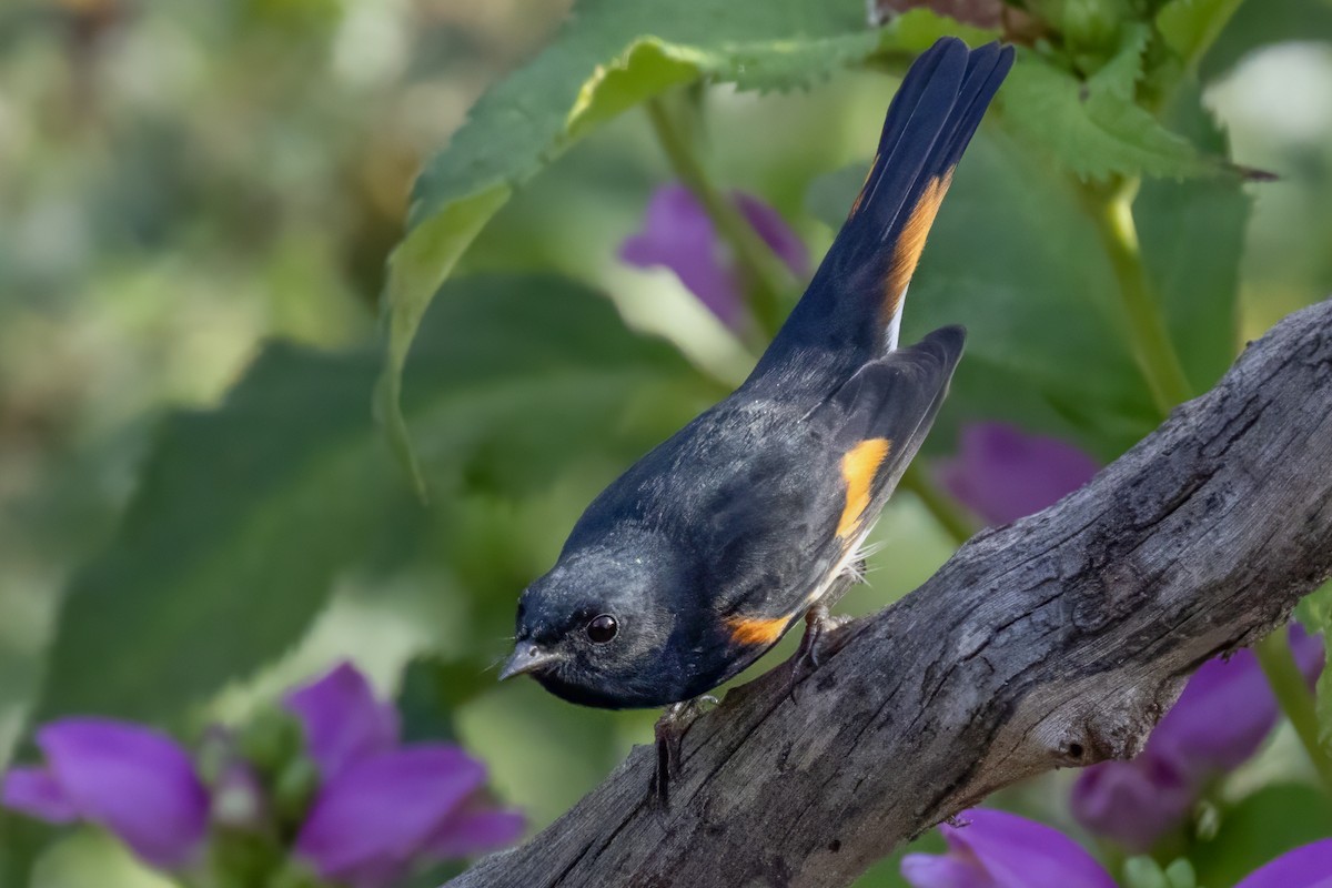 American Redstart - ML642015962