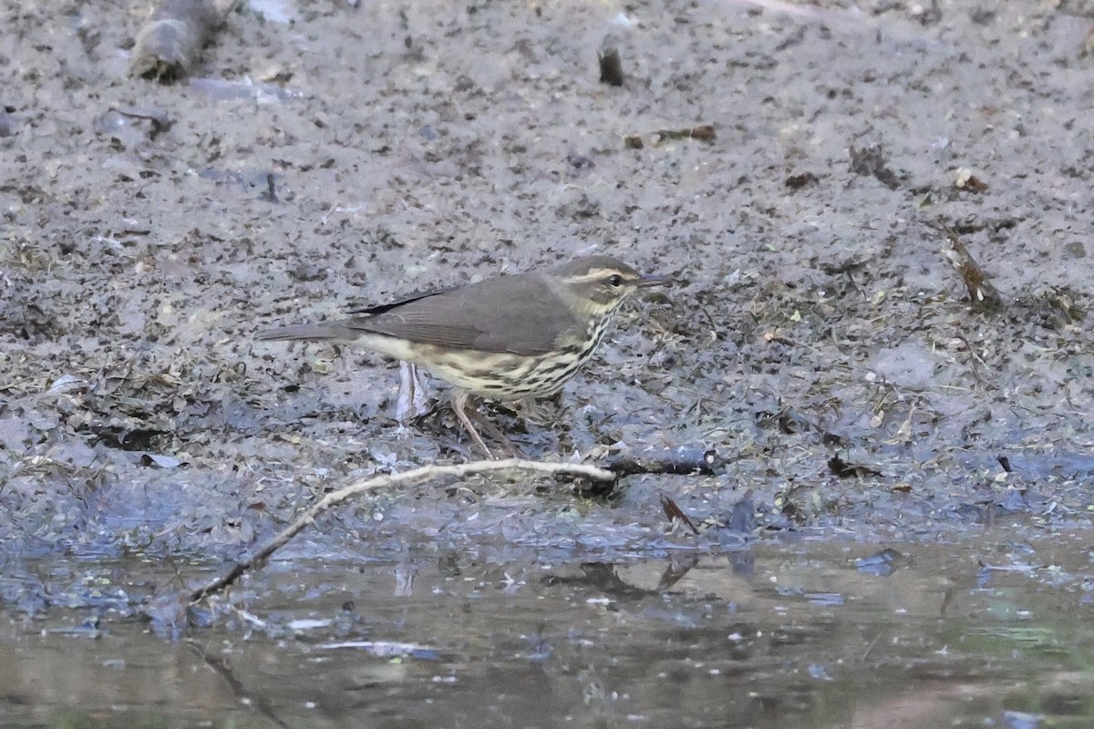 Northern Waterthrush - ML642015964