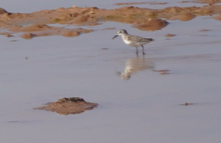 beringsnipe - ML642015965