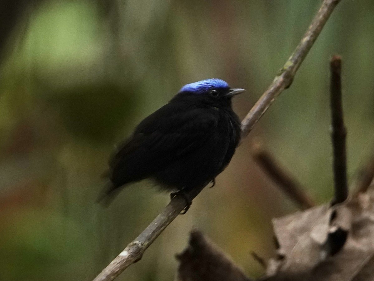 Blue-capped Manakin - ML642015966