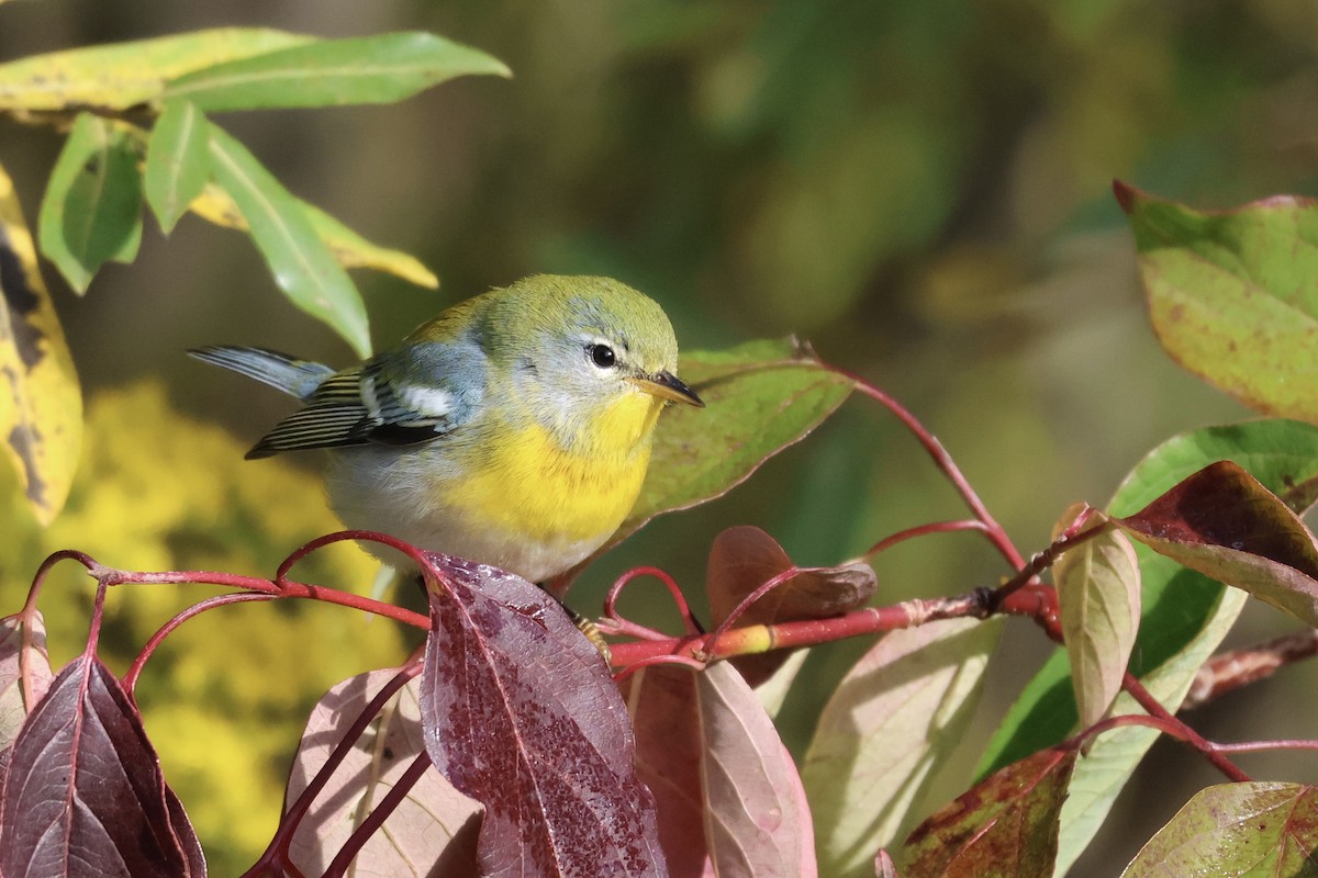 Northern Parula - ML642015967