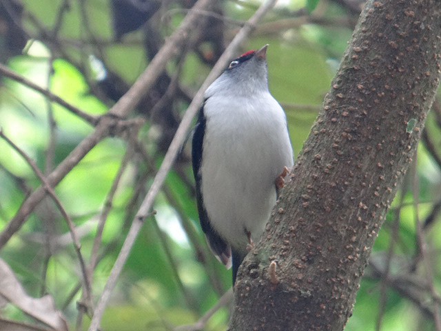 Pin-tailed Manakin - ML642015969