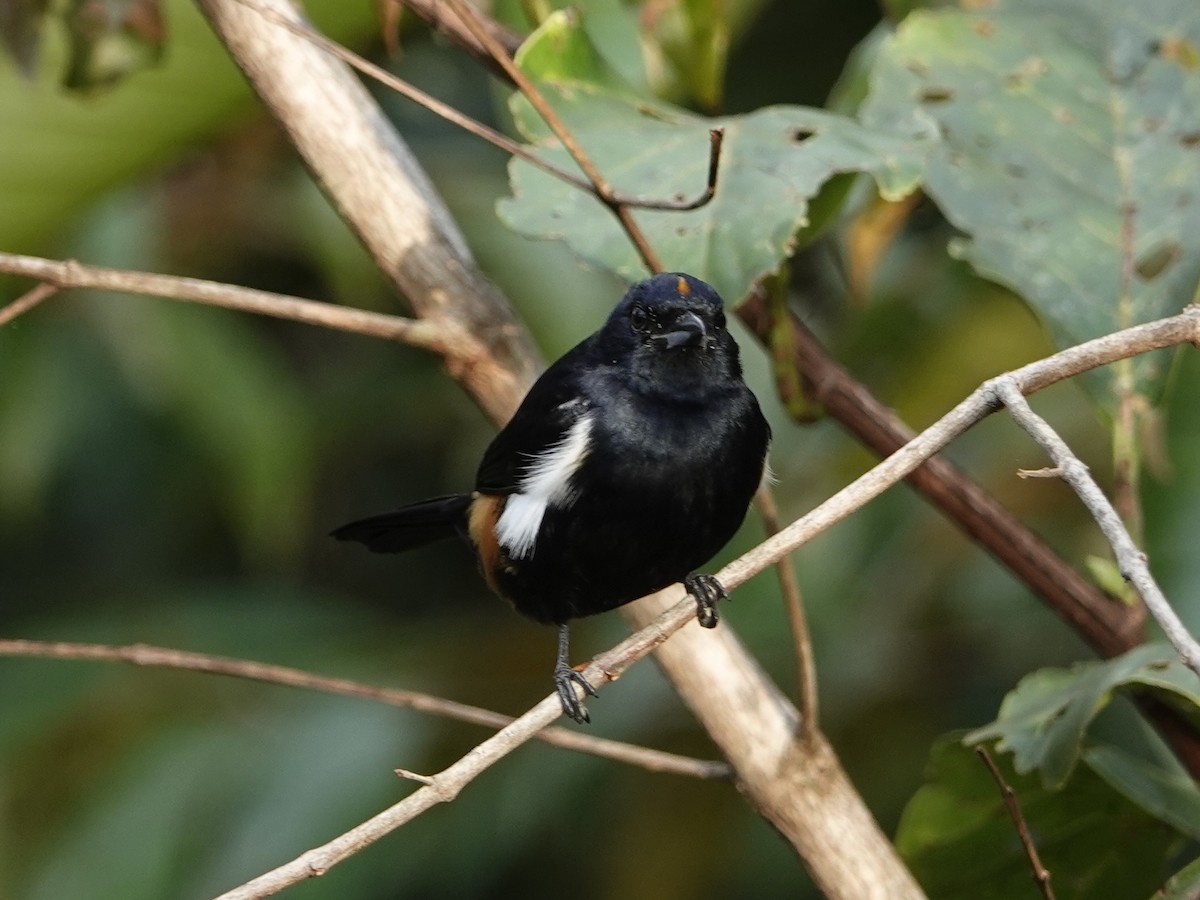Fulvous-crested Tanager - ML642015974
