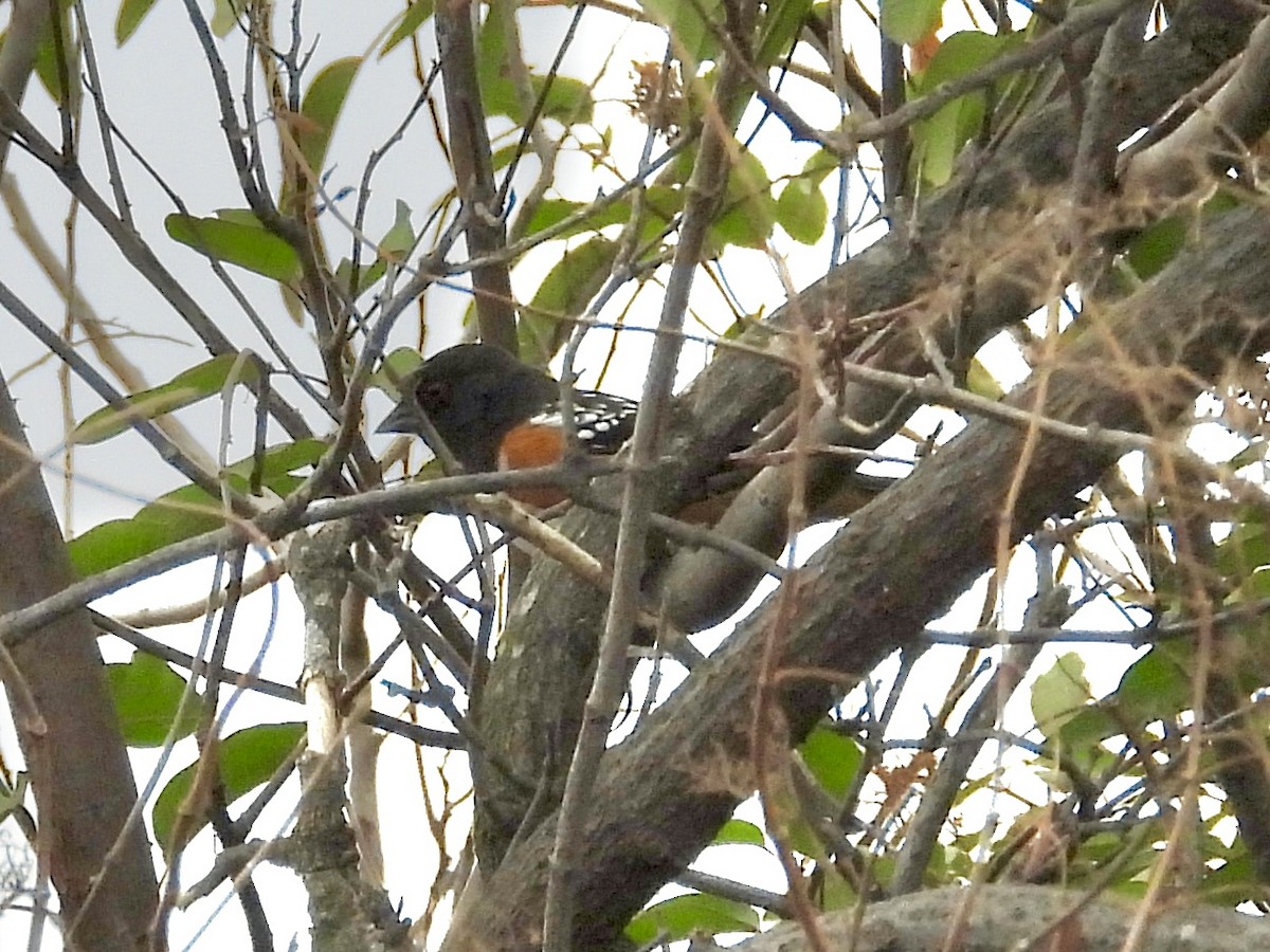 Spotted Towhee - ML642016024