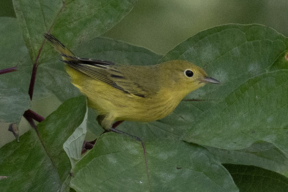 Goldwaldsänger - ML642016027
