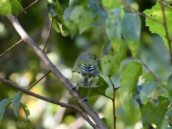 Vireo Ojiblanco - ML642016029