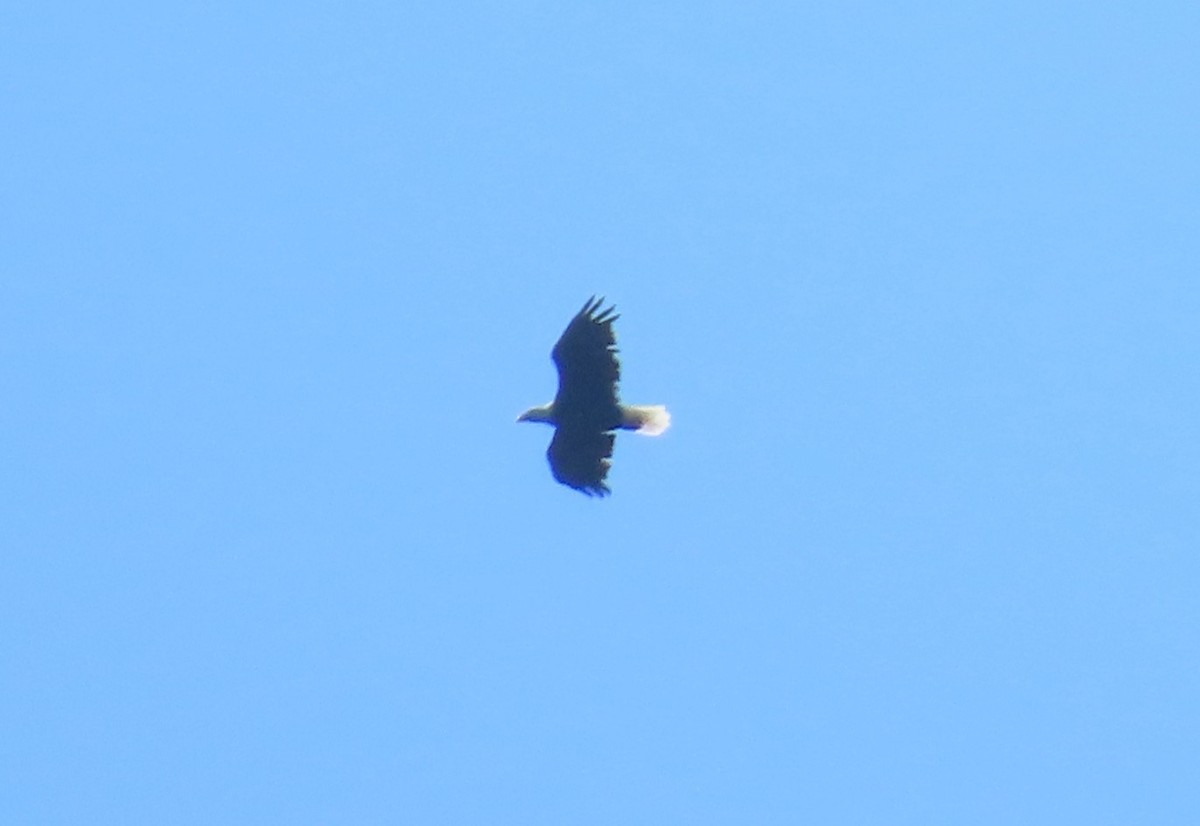 Weißkopf-Seeadler - ML642016039