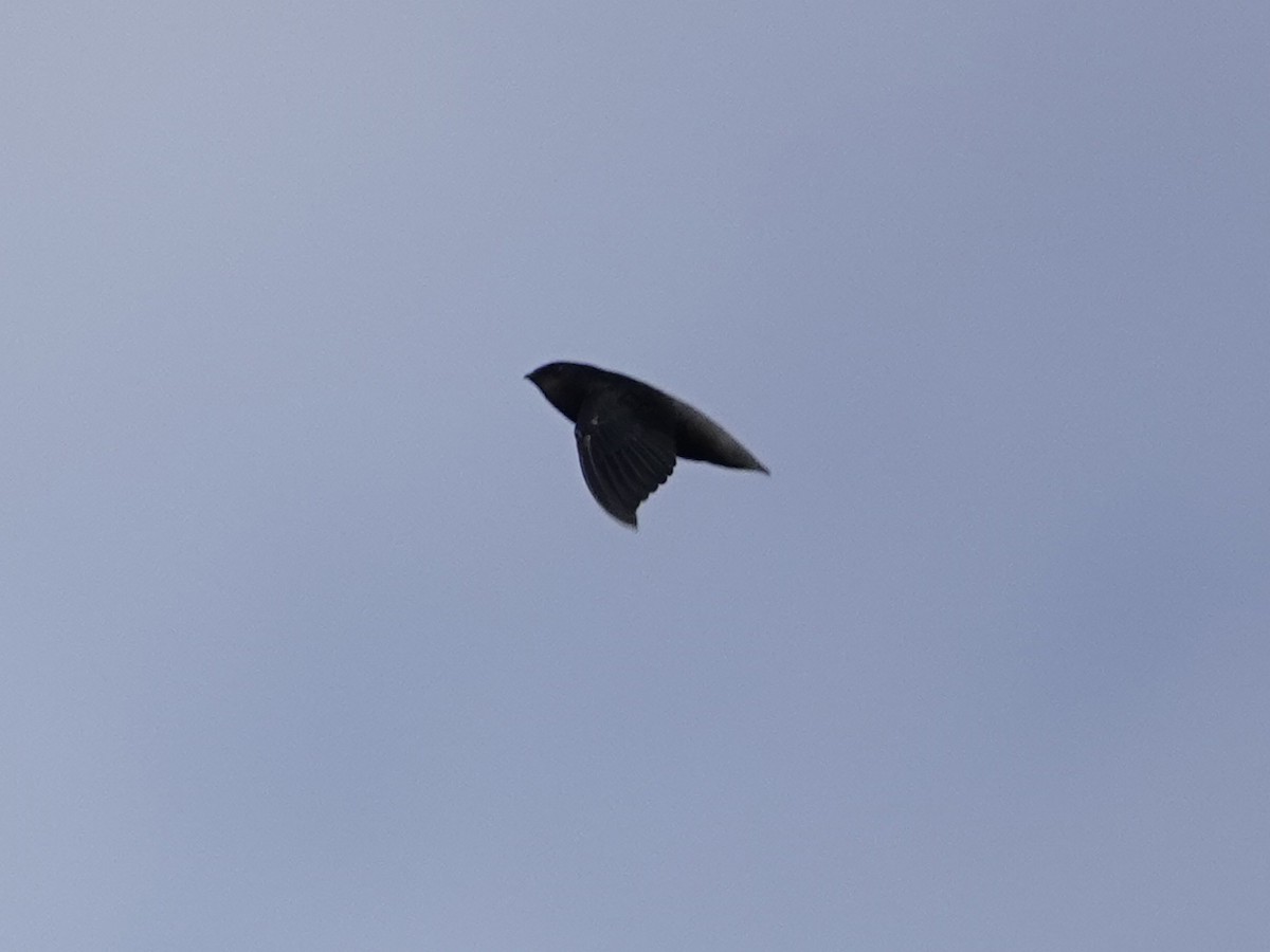 Short-tailed Swift - ML642016046