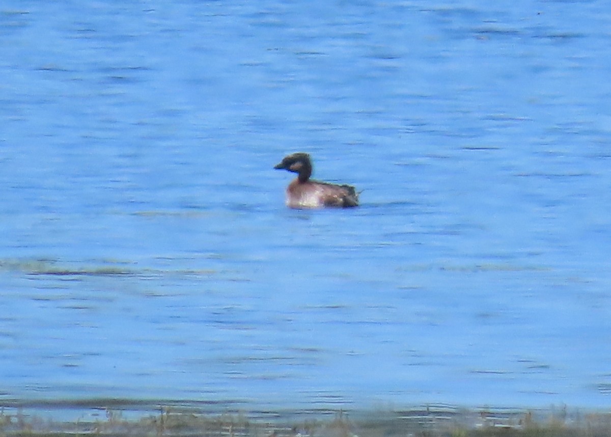 Pied-billed Grebe - ML642016088