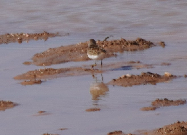 Least Sandpiper - ML642016090
