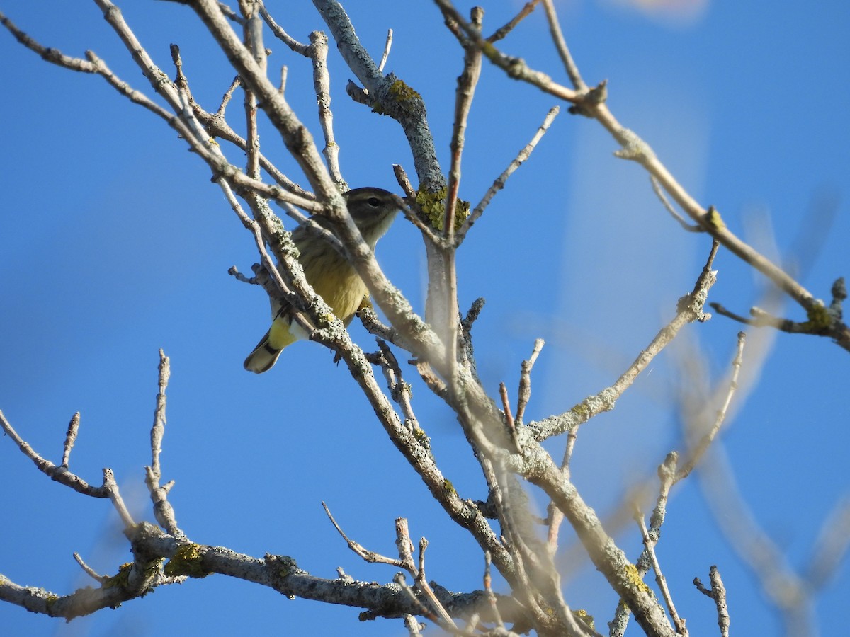 Palmenwaldsänger - ML642016118