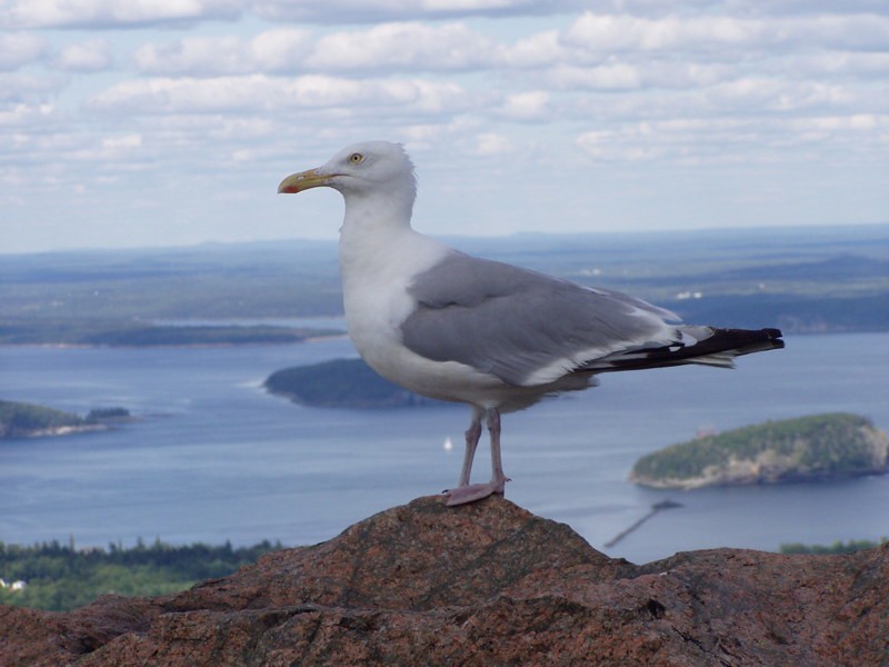 Kanadamöwe - ML642016124