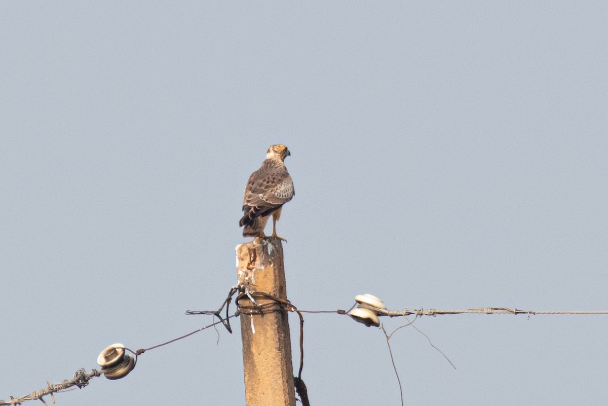 White-eyed Buzzard - ML642016179