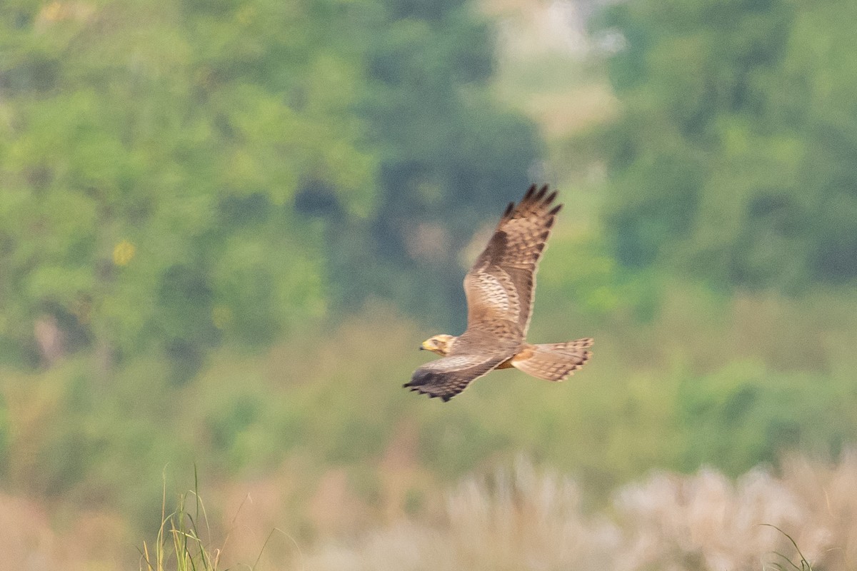 White-eyed Buzzard - ML642016180