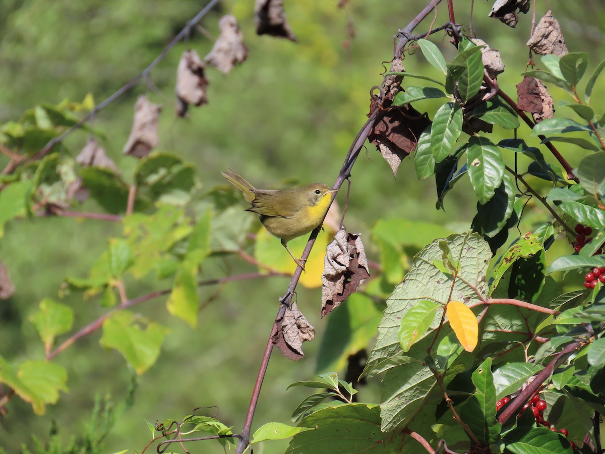 Common Yellowthroat - ML642016181