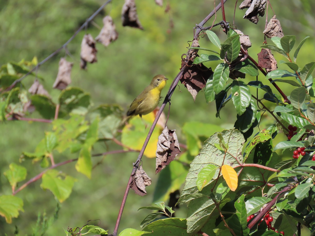 Common Yellowthroat - ML642016182