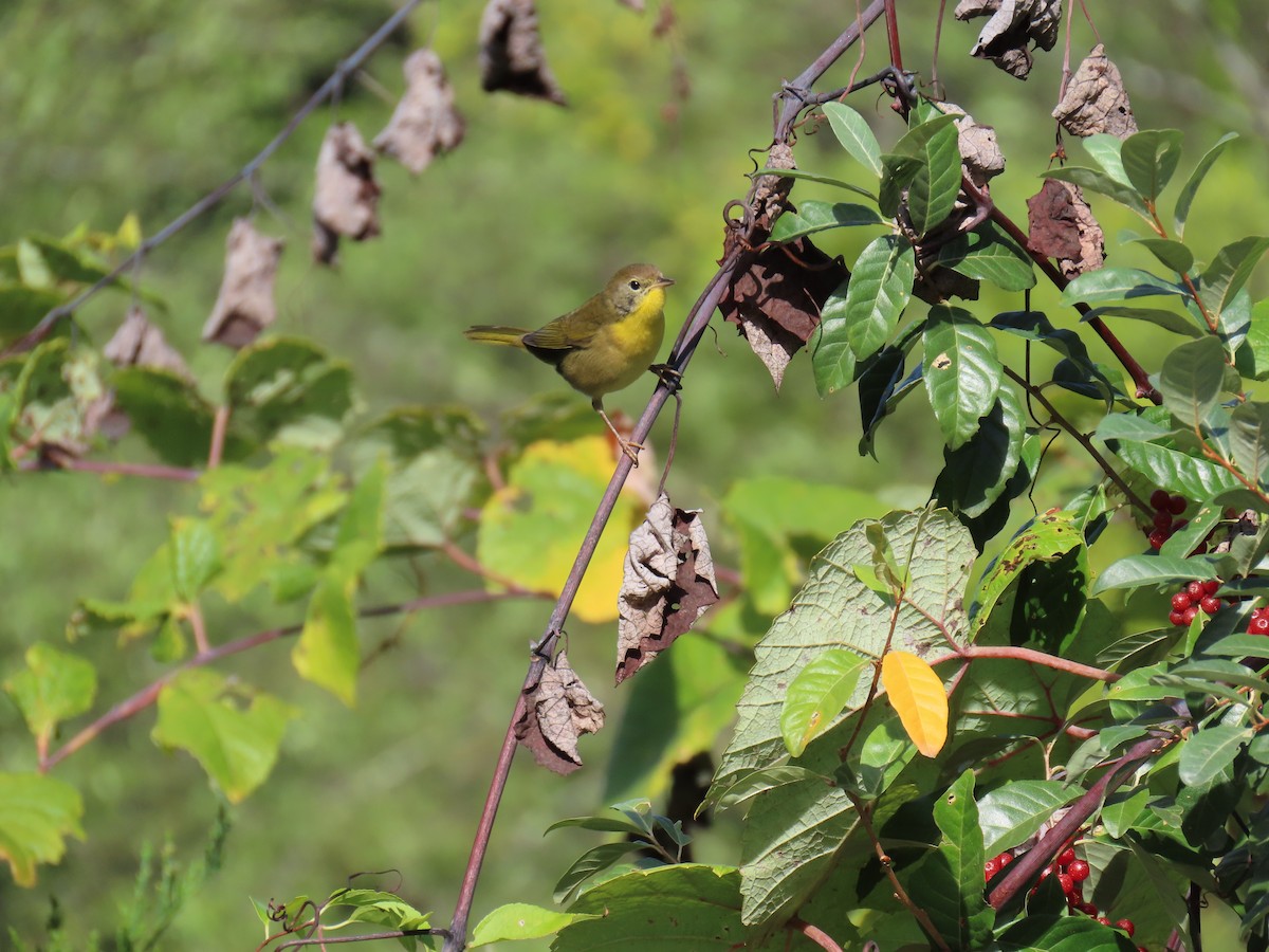 Common Yellowthroat - ML642016183