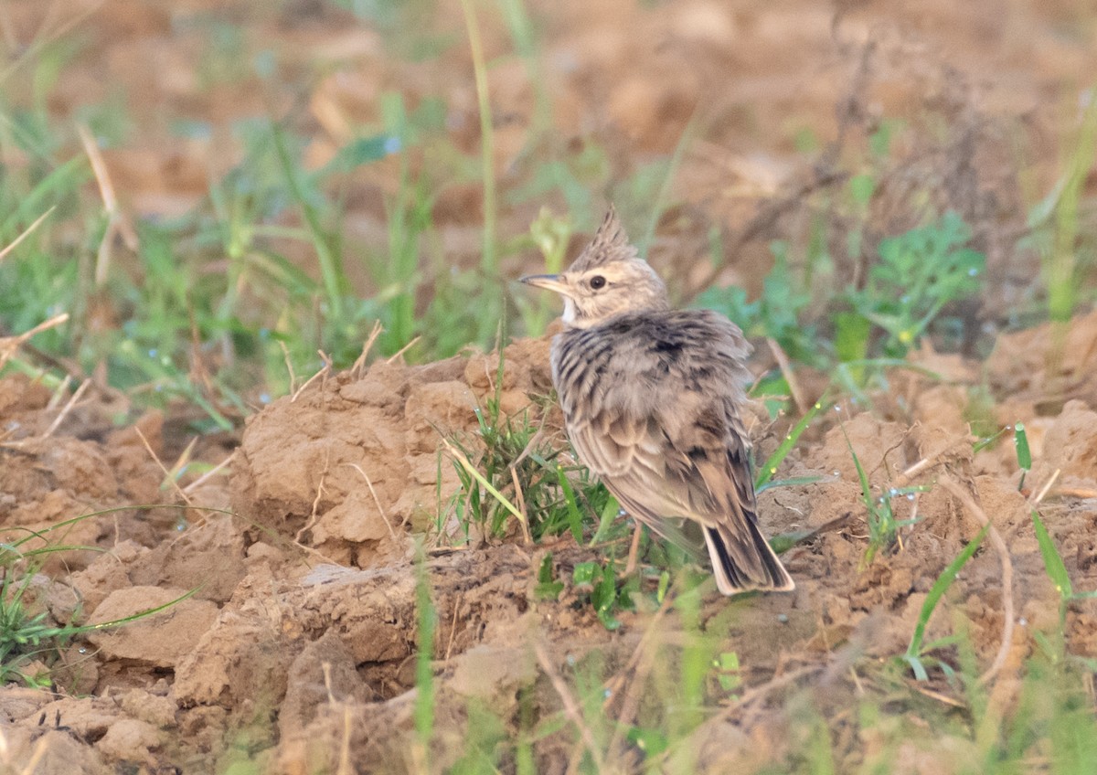 Crested Lark - ML642016190