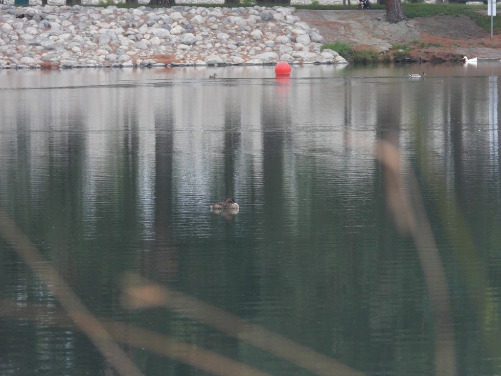 Pied-billed Grebe - ML642016193