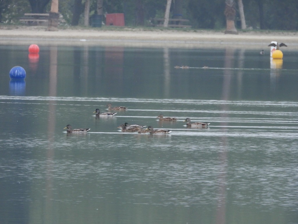 Mallard - ML642016229