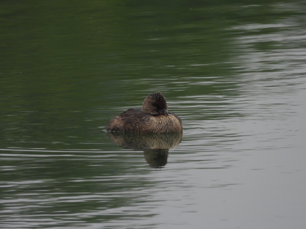 Pied-billed Grebe - ML642016234