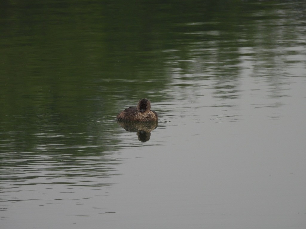 Pied-billed Grebe - ML642016235