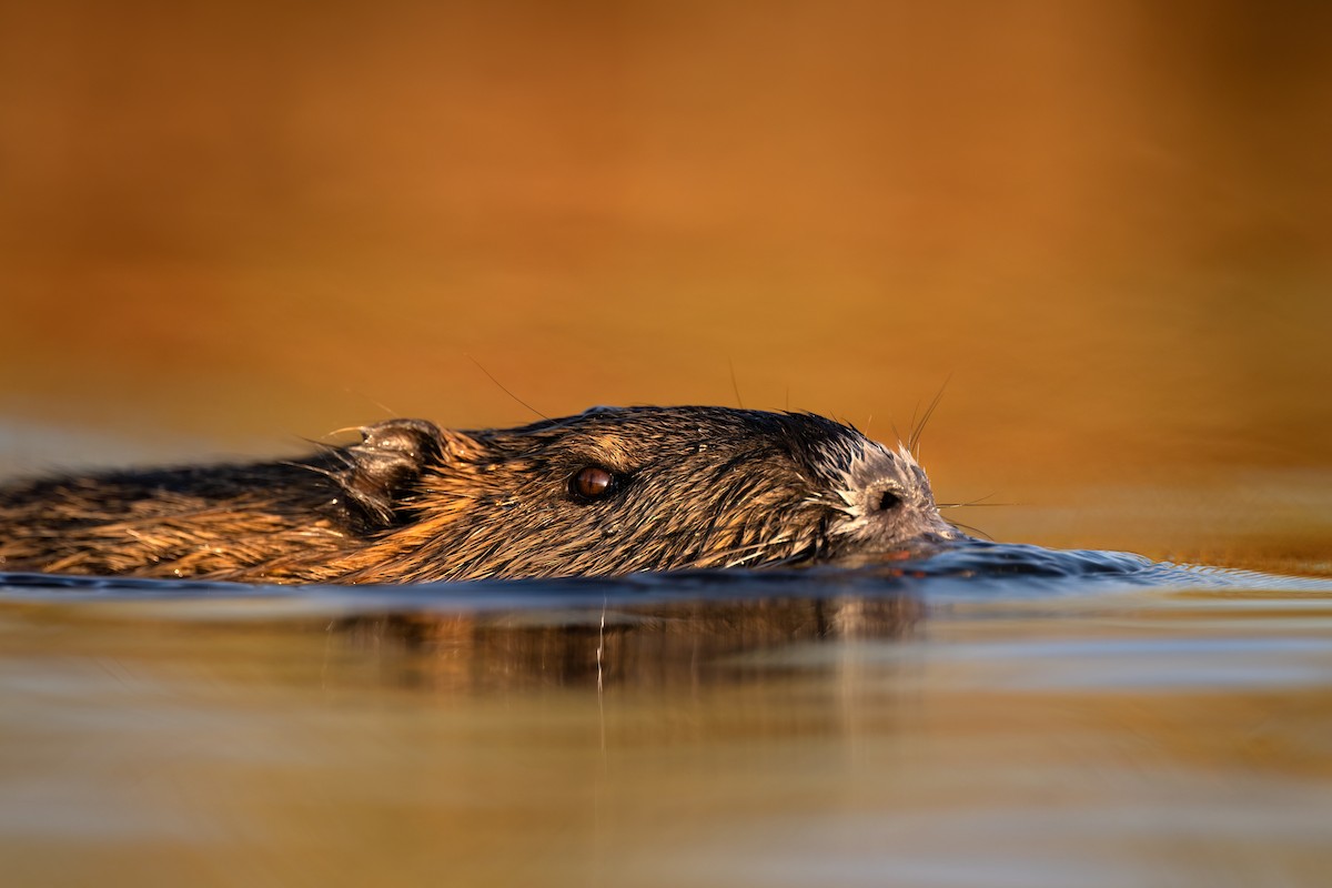 Coypu - Simon Edel