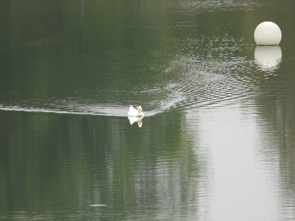 Mallard (Domestic type) - ML642016261