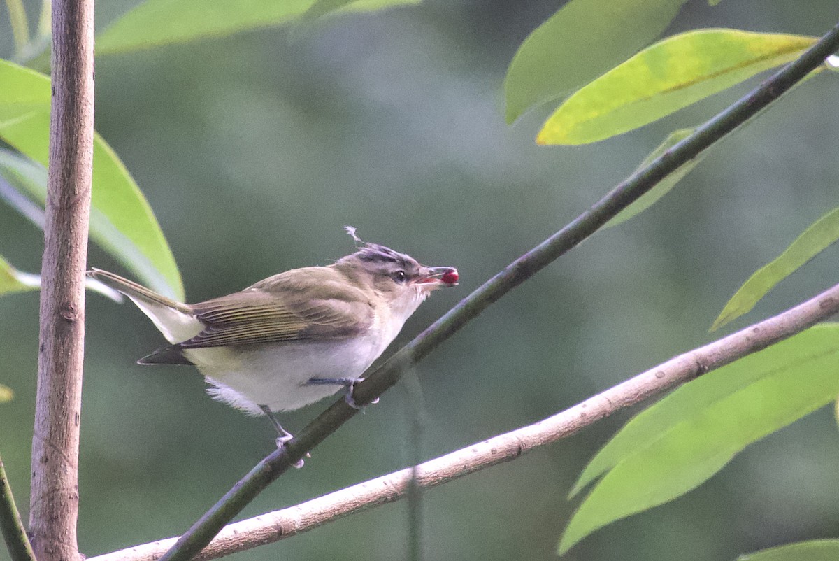 Viréo aux yeux rouges - ML642016288