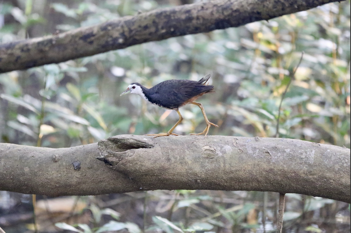 White-breasted Waterhen - ML642016295
