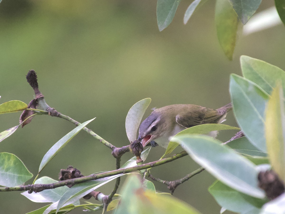 Viréo aux yeux rouges - ML642016319