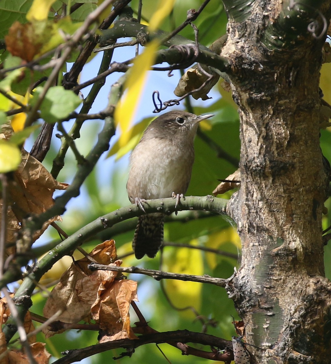 Northern House Wren - ML642016326