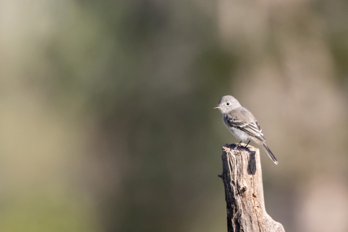 Gray Flycatcher - ML642016328