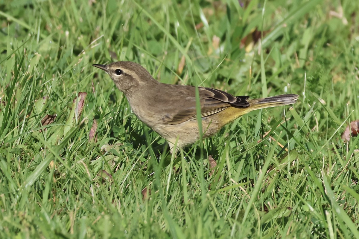 Palm Warbler - ML642016354