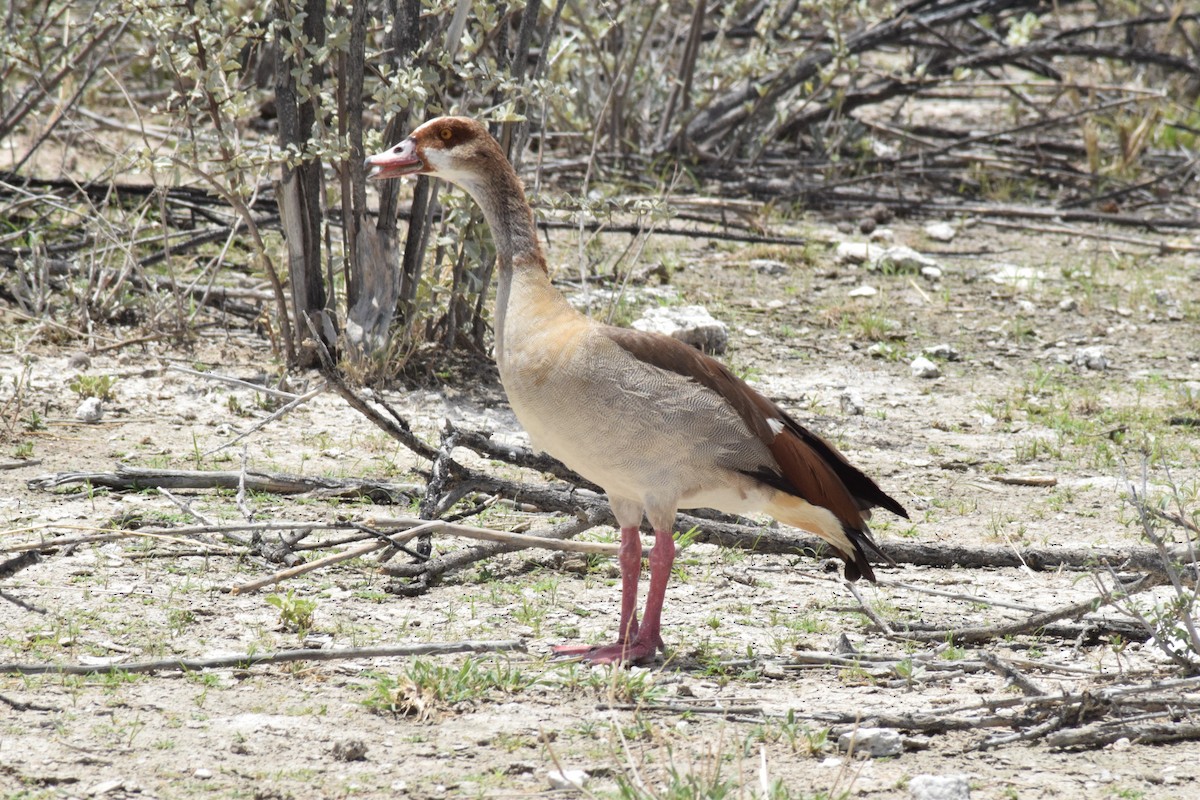 Egyptian Goose - ML642016381
