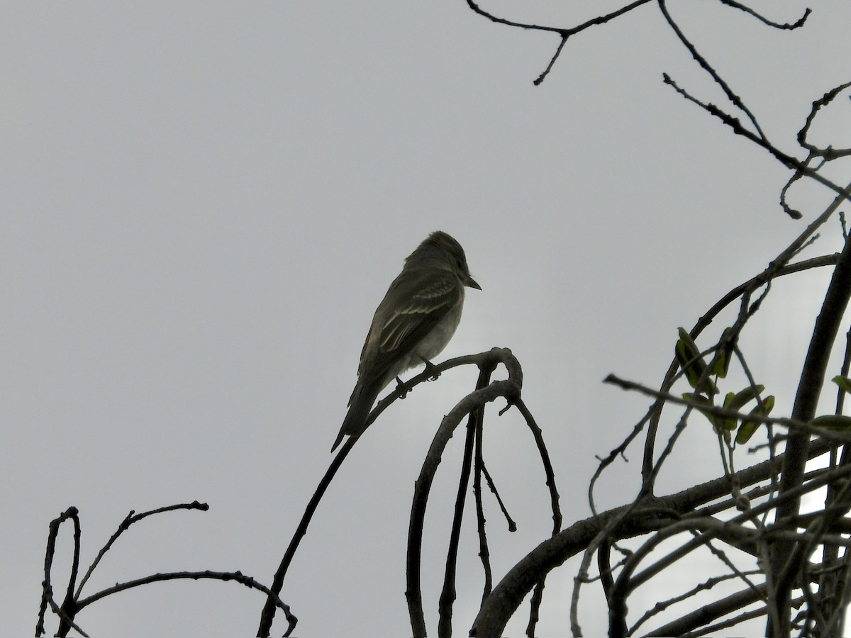 Blasskehl-Schnäppertyrann - ML642016386