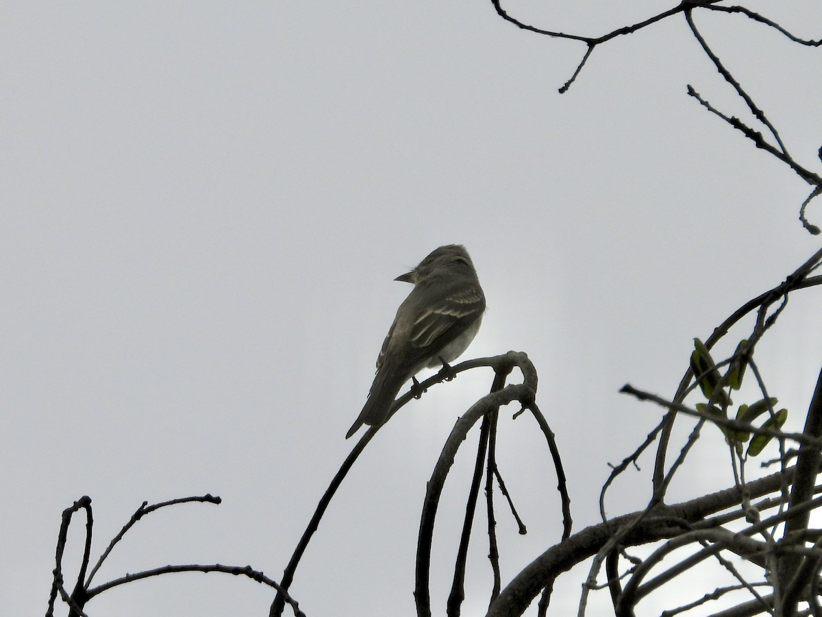 Blasskehl-Schnäppertyrann - ML642016387