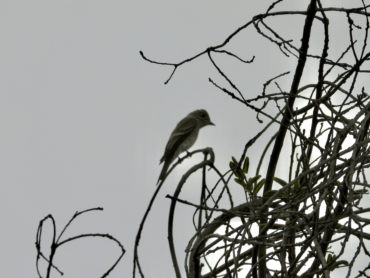Blasskehl-Schnäppertyrann - ML642016388