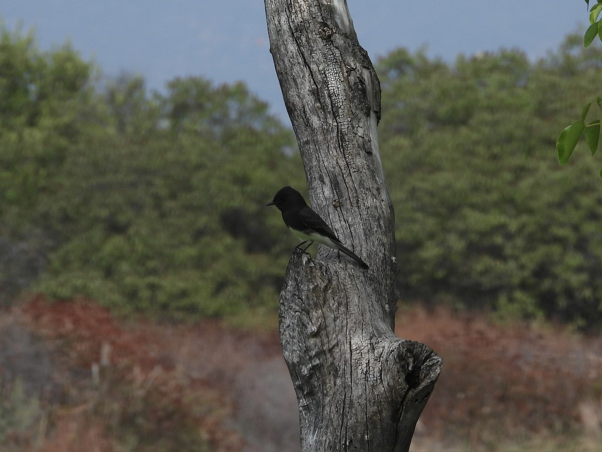 Black Phoebe - ML642016392