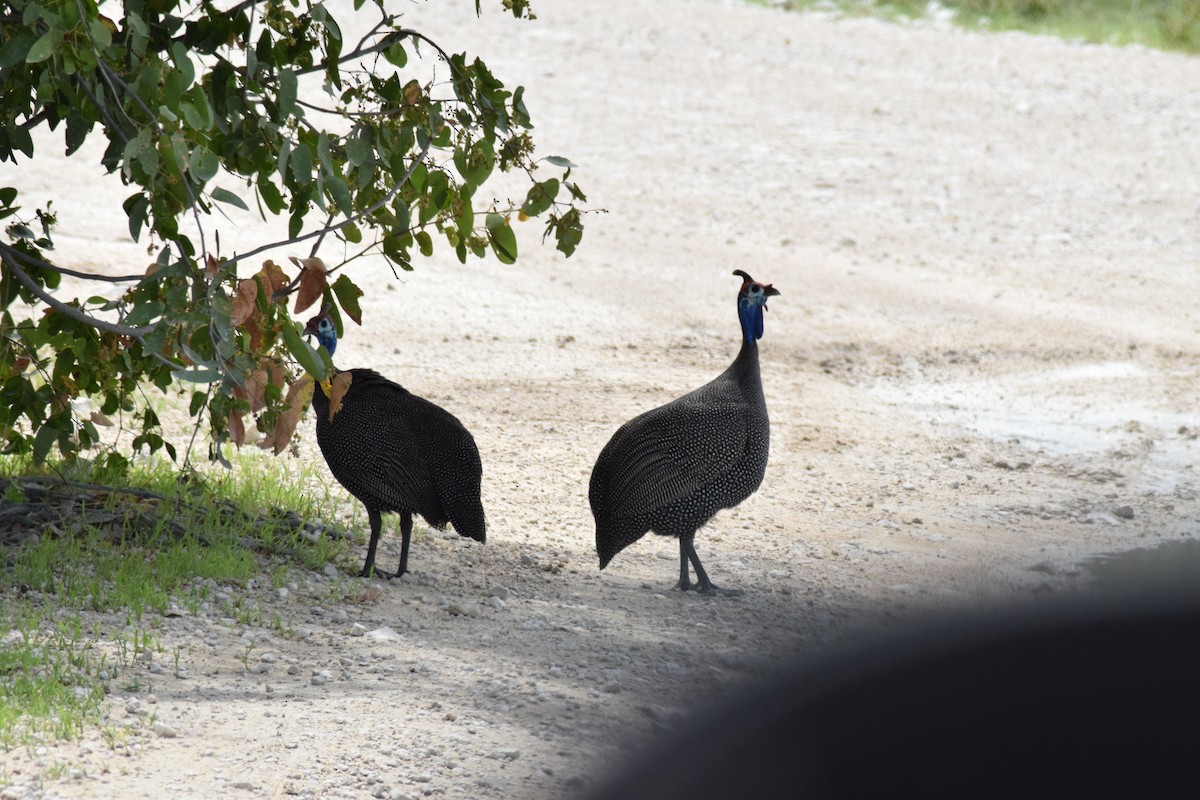 Helmeted Guineafowl - ML642016398