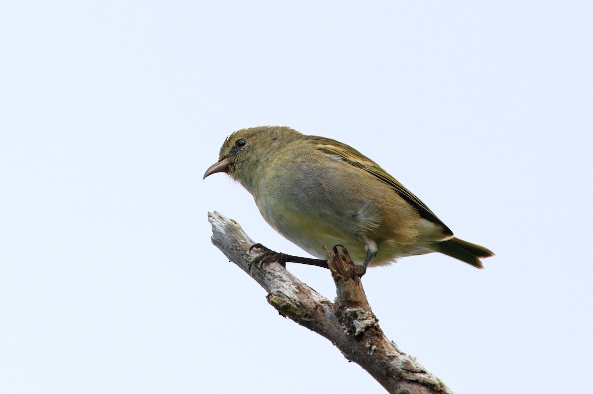 Oahu Amakihi - ML642016404