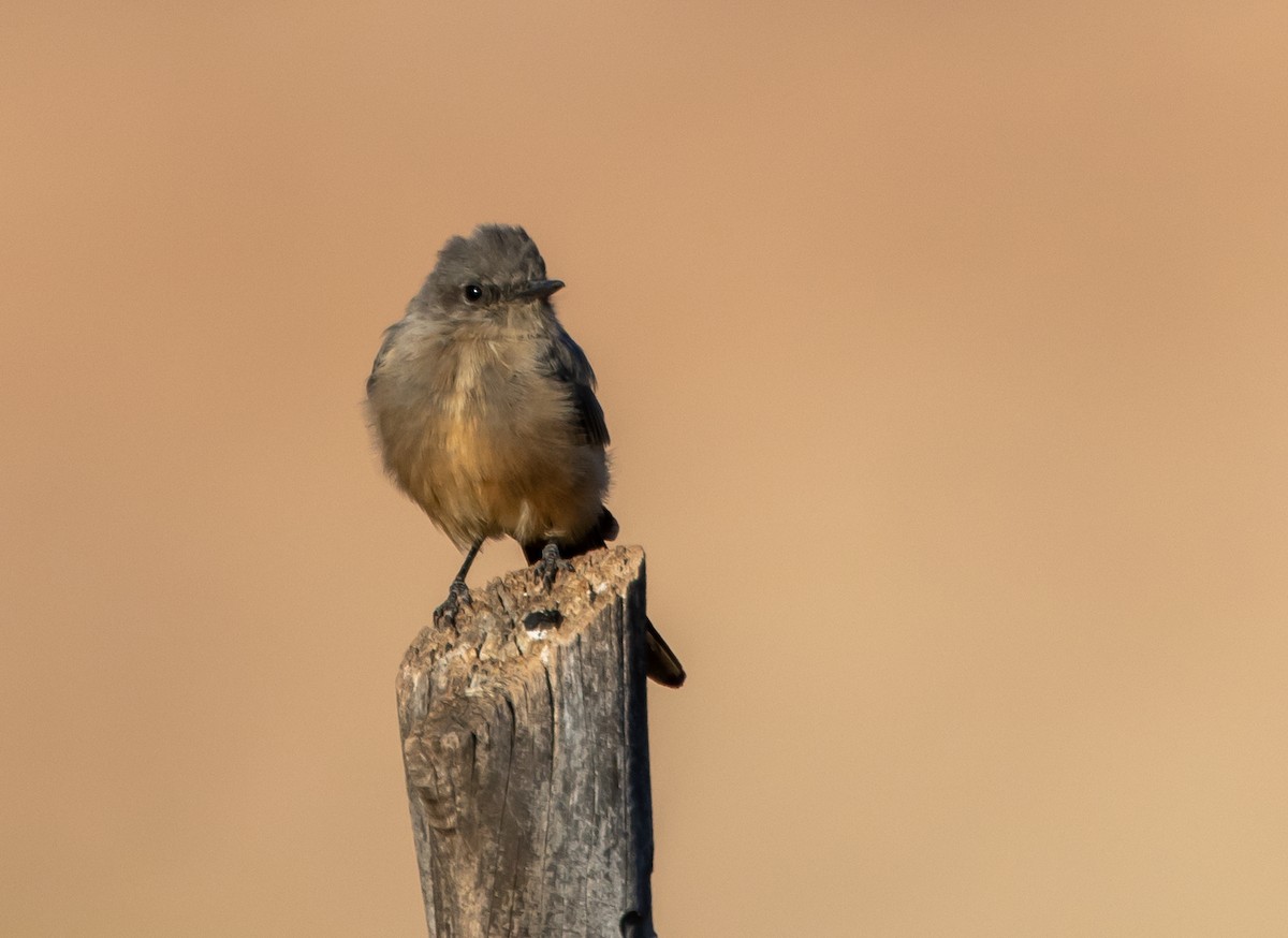 Say's Phoebe - ML642016406