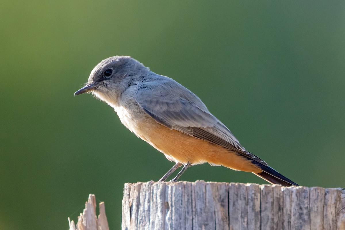 Say's Phoebe - ML642016414