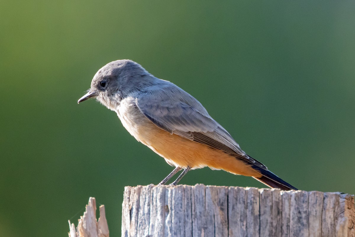 Say's Phoebe - ML642016415