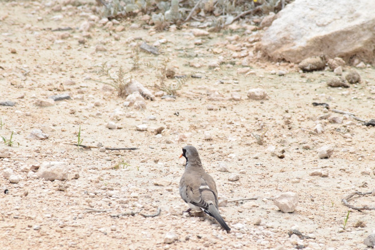 Namaqua Dove - ML642016417