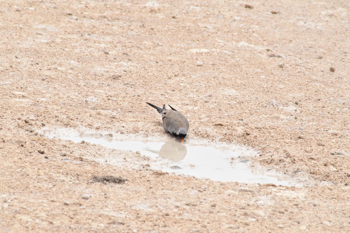 Namaqua Dove - ML642016418